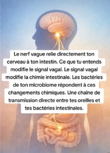 Ton intestin a une oreille 5